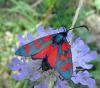 Zygaena transalpina